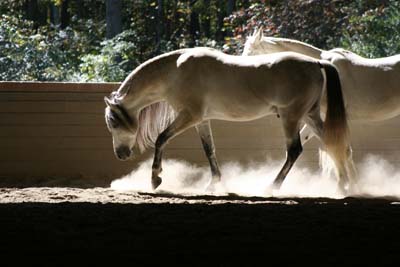 Eye Candy for Horse Lovers